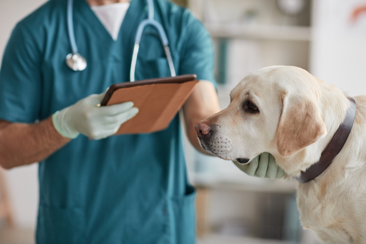 Cropped portrait of unrecognizable male veterinarian examining white Labrador dog at vet clinic