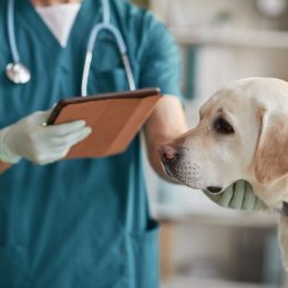 Cropped portrait of unrecognizable male veterinarian examining white Labrador dog at vet clinic