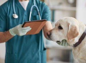 Cropped portrait of unrecognizable male veterinarian examining white Labrador dog at vet clinic
