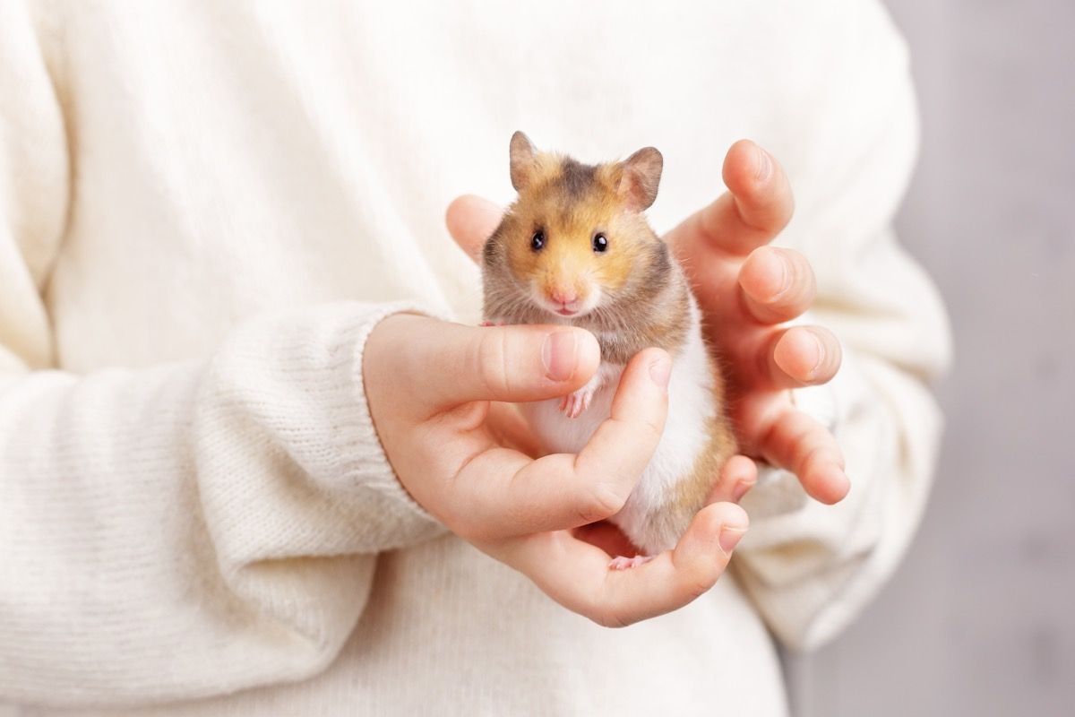 Are Hamsters a 'Good Pet'?