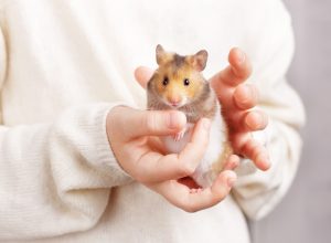 A cute fluffy golden hamster with a white tummy sits in the arms of a child in a light sweater and looks at the camera. Pet care concept, love for animals. Beautiful card with an animal theme.