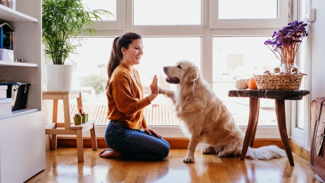 A woman receiving a paw trick from her golden retriever in her kitchen
