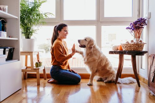 A woman receiving a paw trick from her golden retriever in her kitchen