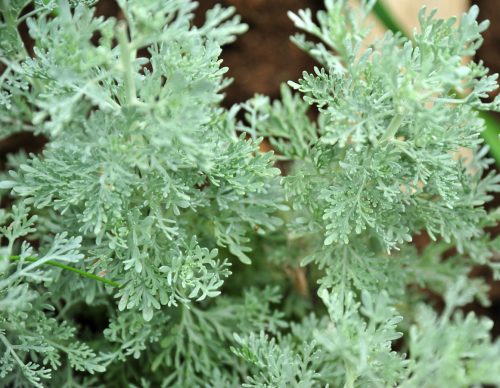 Close up photo of absinthe wormwood plant leaves in herb garden on a summer day.