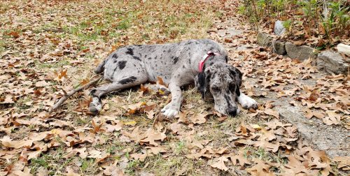 A gray with black spots Great Danoodle dog dog relaxing in the autumn leaves.