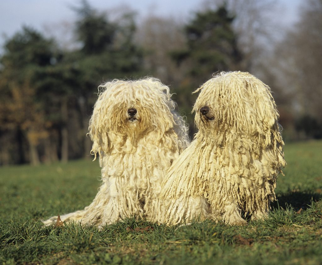 Two off-white Hungarian Puli Dogs sitting on the grass.