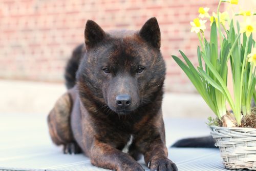 A black and brown Kai Ken dog laying next to a pot of yellow tulips.