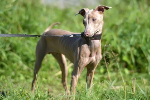 A Peruvian Inca Orchid dog, a hairless dog standing in the grass.
