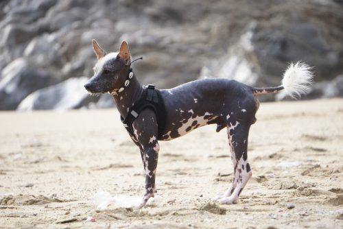 A Mexican hairless Xoloitzcuintle dog on the beach.