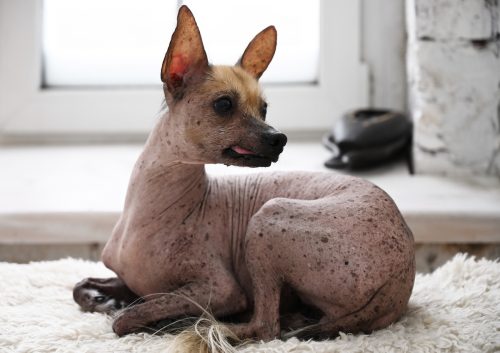 Portrait of the mexican hairless dog xoloitzcuintli lying on the floor in the living room.
