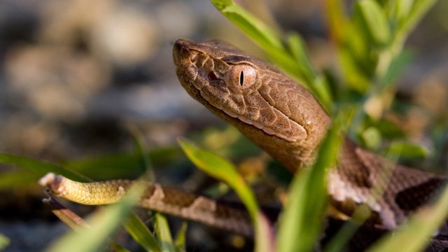 A baby copperhead snake sticking its head above grass