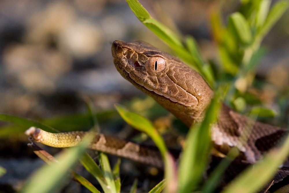 A baby copperhead snake sticking its head above grass