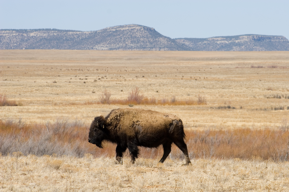 Bison walking on the plain
