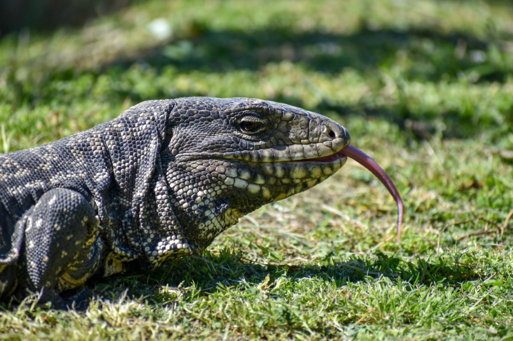 A black and white tegu sitting on grass