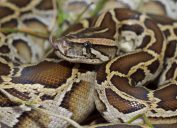A close up of a Burmese Python