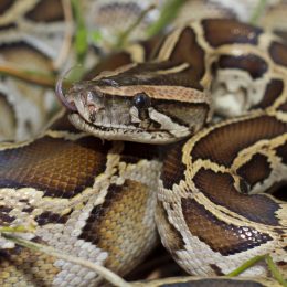 A close up of a Burmese Python