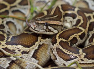 A close up of a Burmese Python