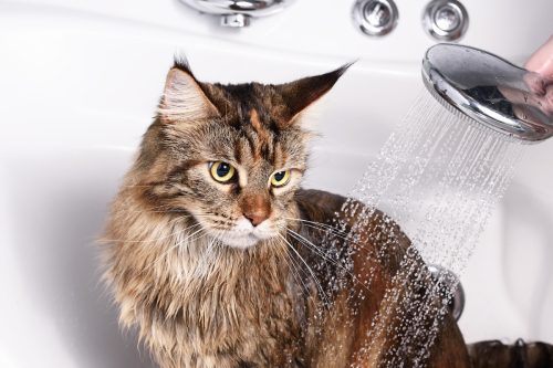 A tabby cat in the bathtub.