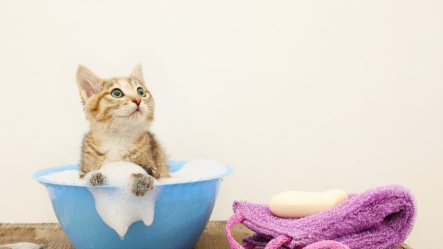 A kitten in a small bathtub to be washed.