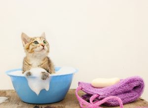 A kitten in a small bathtub to be washed.