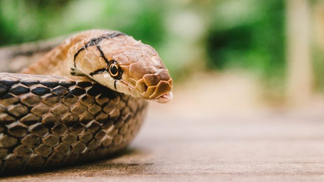 A closeup of a snake sitting on a table