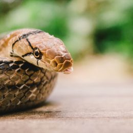 A closeup of a snake sitting on a table