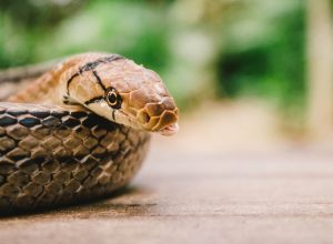 A closeup of a snake sitting on a table
