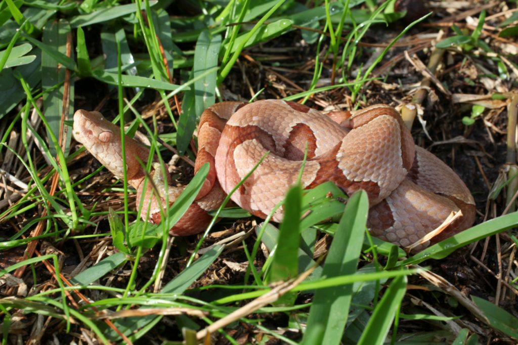 Một con rắn đầu đồng di chuyển qua cỏ