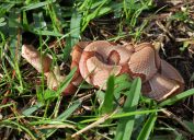 A copperhead snake moving through grass