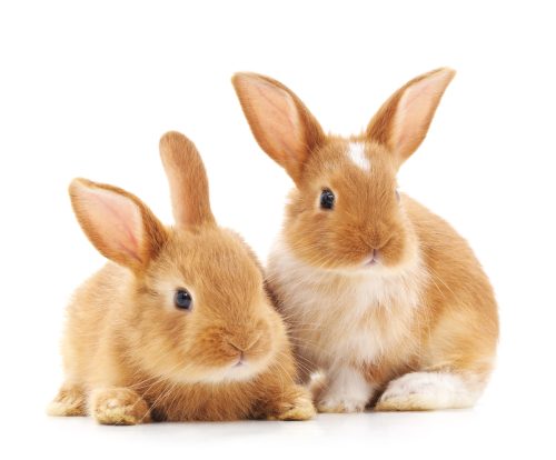 two rabbits