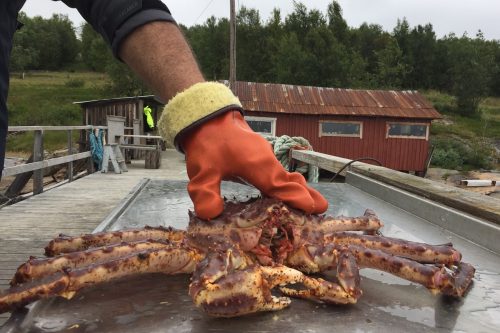 Closeup landscape picture of a live king crab being held down by a fisherman with an orange glove on a steel tabled outside with a red house in the background, captured in Kirkenes, North Norway