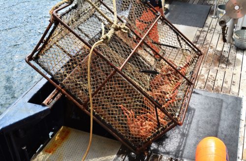 Alaskan king crab caught in 600 lb. pot off the coast of Alaska.