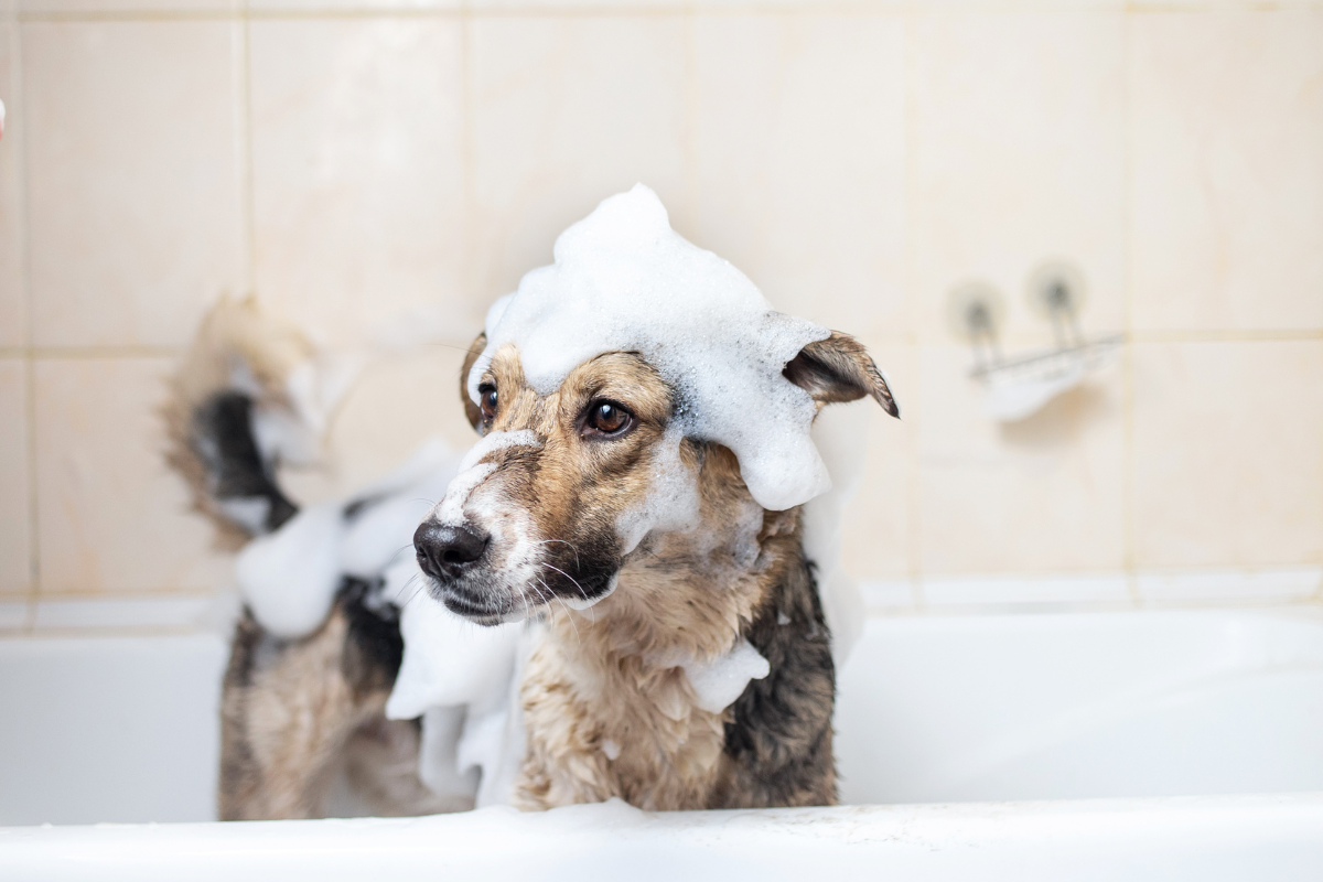 dog in bath with soap on head