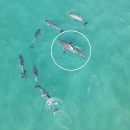 Video Shows Angry Dolphins Chasing a Great White Shark From Popular Beach