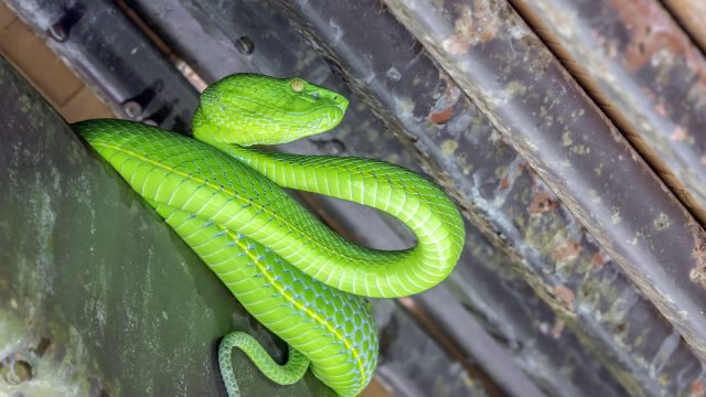 A bright green snake in a crevice in a house.
