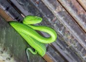 A bright green snake in a crevice in a house.
