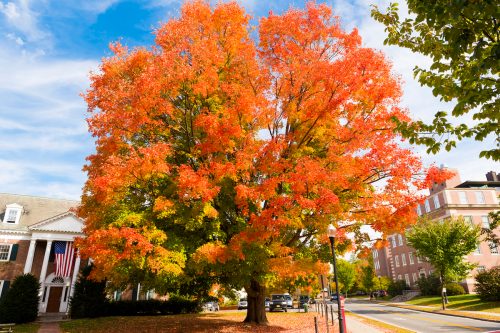 A large tree in the fall with bright orange leaves in historic downtown Hanover, New Hampshire