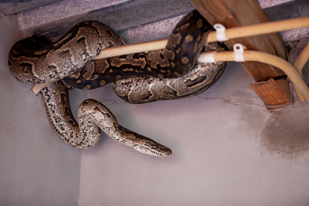 Woman Discovers Snakes Hiding in Her Home's Walls — Best Life