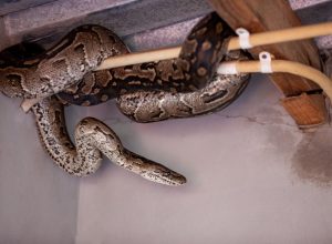 Snake Wrapped Around Wiring