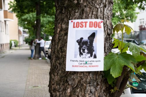 Affiche de chien perdu.  Feuille de publicité pour chiot manquant