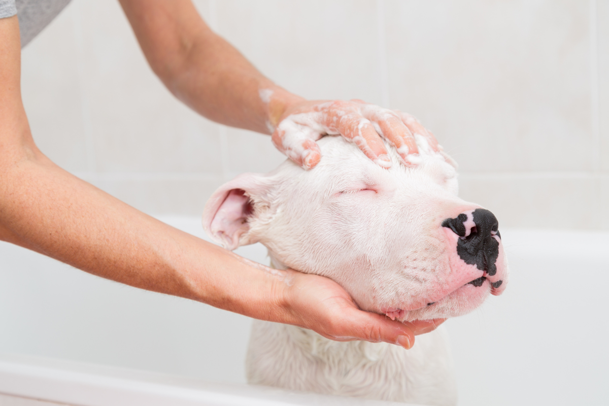 man bathing dog