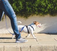 Jack Russell Terrier in harness walking on loose leash