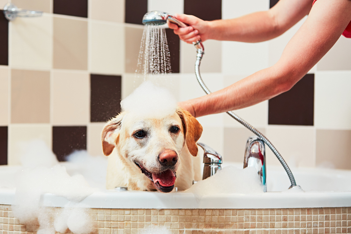 A yellow labrador retriever dog getting a bath in a corner tub.