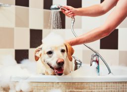 A yellow labrador retriever dog getting a bath in a corner tub.