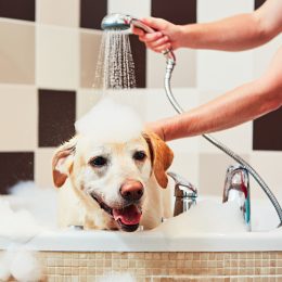 A yellow labrador retriever dog getting a bath in a corner tub.