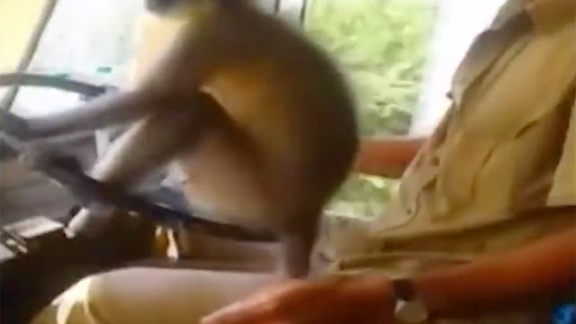 Monkey bus main