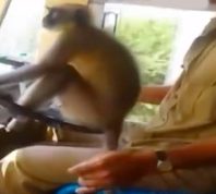 Video Showing Bus Driver Letting Monkey Drive Gets Him Suspended