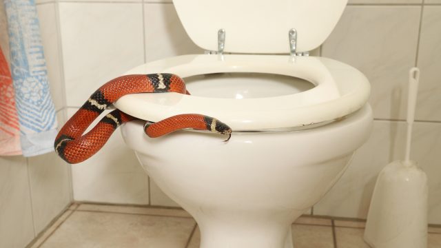Couple comes face-to-face with snake in toilet