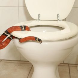 A red and black snake coming out of a toilet.