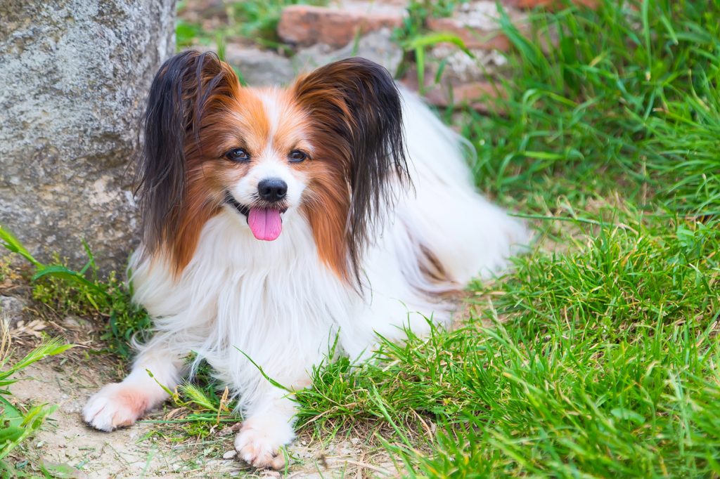 A papillon dog lying in the grass